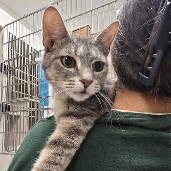 Mama Pasta -  Domestic Short Hair Cat for Adoption in Fairport, New York - Mama Pasta | PetCurious