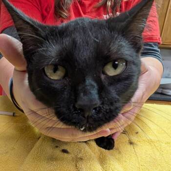 Domestic Short Hair Cats Available for Adoption - Monkey | PetCurious