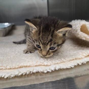 Dipsy -  Domestic Short Hair Cat for Adoption in Parkersburg, West Virginia - Dipsy | PetCurious