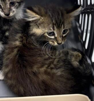 39 Monty -  Domestic Medium Hair Cat for Adoption in Lawrenceville, Georgia - 39 Monty | PetCurious