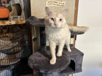 Rescue Domestic Medium Hair Cats for Adoption in Peru, Illinois - Kyoto | PetCurious