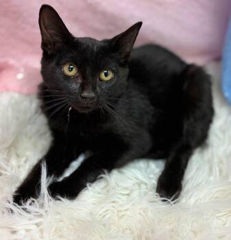 Sorry -  Domestic Short Hair Cat for Adoption in Clarkesville, Georgia - Sorry | PetCurious