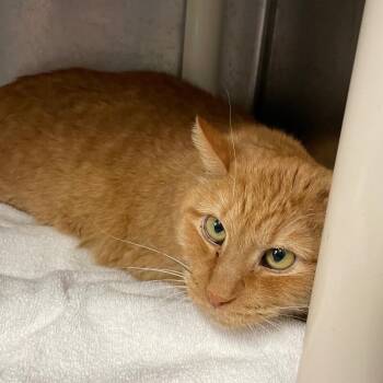 Moe -  Domestic Short Hair Cat for Adoption in Roanoke, Virginia - Moe | PetCurious