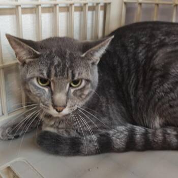 Slate -  Domestic Short Hair Cat for Adoption in Madison, Wisconsin - Slate | PetCurious