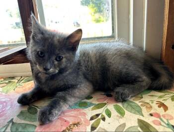 Cooper -  Domestic Short Hair Cat for Adoption in Lewis Center, Ohio - Cooper | PetCurious