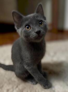 Polina Kotenok -  Domestic Short Hair Cat for Adoption in Chandler, Arizona - Polina Kotenok | PetCurious
