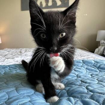 Beyonce -  Domestic Short Hair Cat for Adoption in Hackett, Arkansas - Beyonce | PetCurious