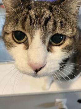 April -  Domestic Short Hair Cat Available for Adoption in Lincoln, Nebraska - April | PetCurious