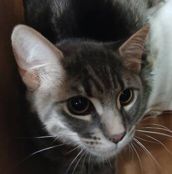 Domestic Short Hair Cats Available for Adoption in Jacksonville, Florida - TARRAGON | PetCurious