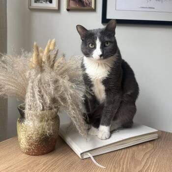 Edith -  Domestic Short Hair Cat for Adoption - Edith | PetCurious