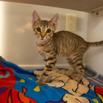 Thomas -  Domestic Short Hair Cat for Adoption in Pawling, New York - Thomas | PetCurious
