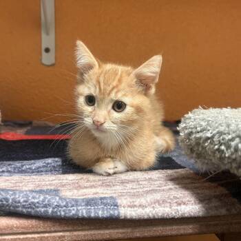 Quasimoto -  Domestic Short Hair Cat for Adoption in Fresno, California - Quasimoto | PetCurious