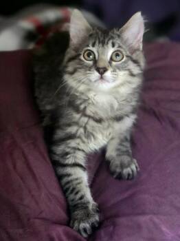 Flare -  Domestic Long Hair Cat for Adoption in Shawnee, Kansas - Flare | PetCurious