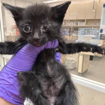 Jawa -  Domestic Short Hair Cat for Adoption in Westminster, California - Jawa | PetCurious