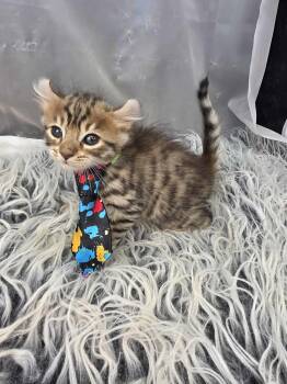 American Curl and Siamese Cats Available for Adoption - Cocoa | PetCurious