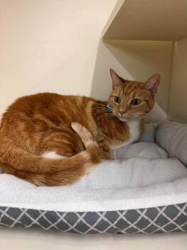 Domestic Short Hair Cats Available for Adoption in Beckley, West Virginia - Toby | PetCurious
