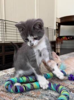 Domestic Short Hair Cats Available for Adoption in San Antonio, Texas - Aria | PetCurious