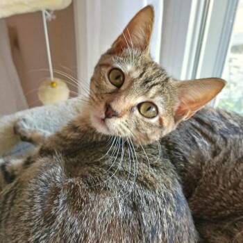 Twinkie Conroy -  Domestic Short Hair Cat for Adoption in Morrison, Colorado - Twinkie Conroy | PetCurious