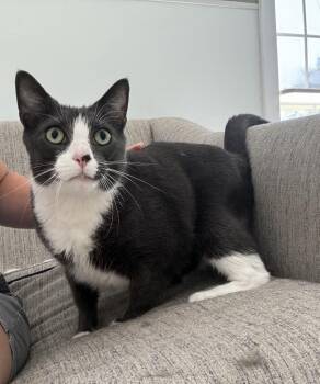 Lucky -  Domestic Short Hair Cat for Adoption in Queenstown, Maryland - Lucky | PetCurious