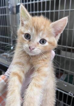 Balloon Animal -  Domestic Short Hair Cat for Adoption in Cincinnati, Ohio - Balloon Animal | PetCurious