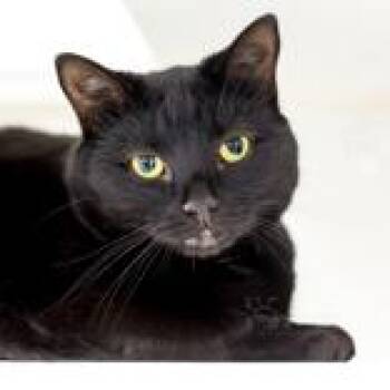 Princess -  Domestic Short Hair Cat for Adoption in Reisterstown, Maryland - Princess | PetCurious