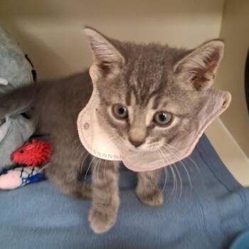 Bruni -  Domestic Short Hair Cat for Adoption in Philadelphia, Pennsylvania - Bruni | PetCurious