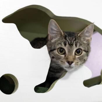 Rescue Domestic Short Hair Cats for Adoption in Mckean, Pennsylvania - Juniper | PetCurious