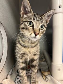 KIT -  Domestic Short Hair Cat for Adoption in Dallas, Texas - KIT | PetCurious
