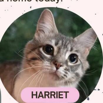 Harriet -  Domestic Long Hair Cat for Adoption in Danbury, Connecticut - Harriet | PetCurious