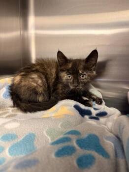 MERIDA -  Domestic Short Hair Cat for Adoption in Corpus Christi, Texas - MERIDA | PetCurious