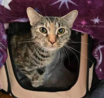 Domestic Short Hair Cats Available for Adoption - TIGGER | PetCurious