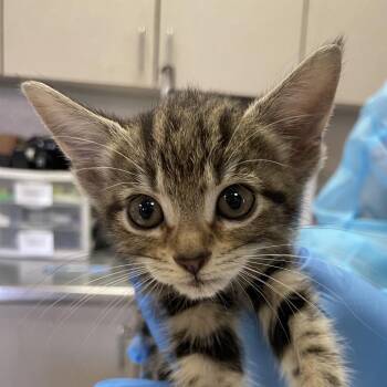Spudster -  Domestic Short Hair Cat for Adoption in San Antonio, Texas - Spudster | PetCurious
