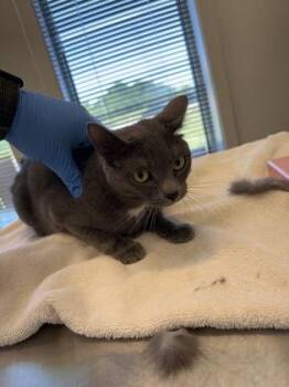 Cobbler -  Domestic Short Hair Cat for Adoption in Lafayette, Indiana - Cobbler | PetCurious