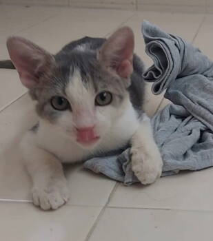 Rescue American Shorthair Cats for Adoption in Oakland Park, Florida - BELLA | PetCurious