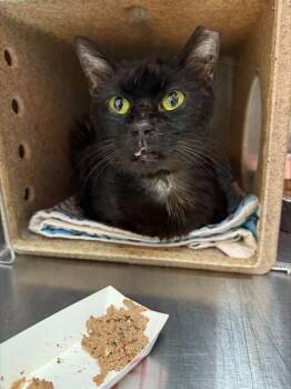 Domestic Short Hair Cats Available for Adoption in Louisville, Kentucky - BUGSY | PetCurious