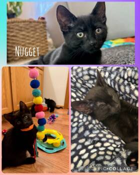 Rescue Domestic Short Hair Cats for Adoption in Newberg, Oregon - Nugget | PetCurious