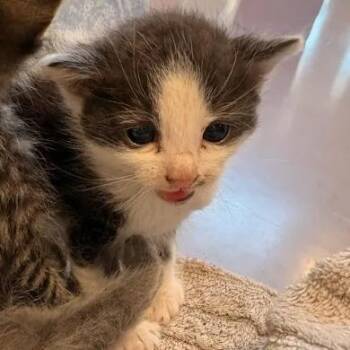 Kai -  Domestic Short Hair Cat for Adoption in Lynchburg, Virginia - Kai | PetCurious