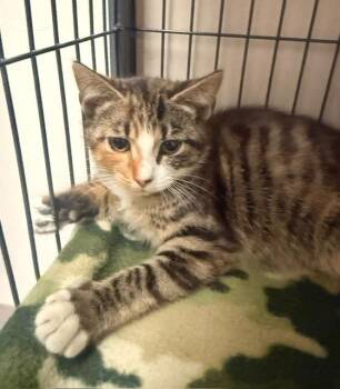 Fern -  Domestic Short Hair Cat for Adoption in Blountville, Tennessee - Fern | PetCurious