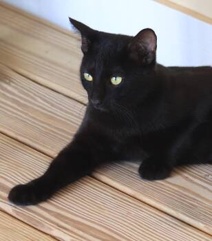 Raven -  Domestic Short Hair Cat for Adoption in North Fort Myers, Florida - Raven | PetCurious