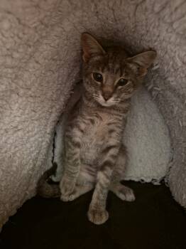 Buttons (Available 9/16) -  Domestic Short Hair and Tabby Cat for Adoption in Williamsburg, Iowa - Buttons (Available 9/16) | PetCurious