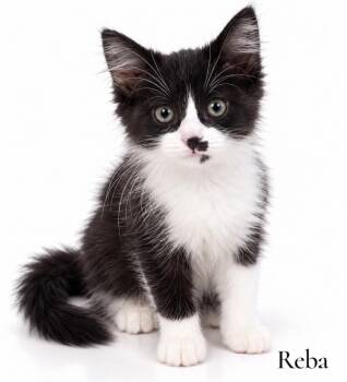 Reba -  Domestic Long Hair Cat for Adoption in Stevensville, Michigan - Reba | PetCurious