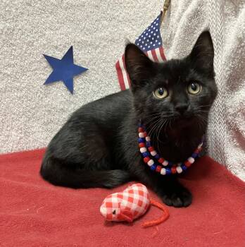 Houdini (bonded to Juliet) -  Domestic Short Hair Cat for Adoption in Dublin, Ohio - Houdini (bonded To Juliet) | PetCurious