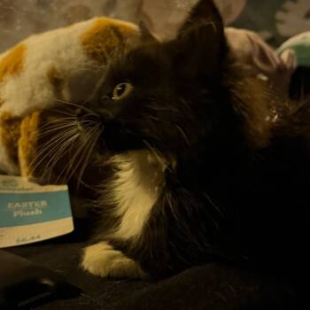 Cow Bell -  Domestic Long Hair Cat for Adoption in Greensboro, North Carolina - Cow Bell | PetCurious