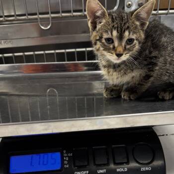 Wynken -  Domestic Short Hair Cat for Adoption in Saint Joseph, Missouri - Wynken | PetCurious