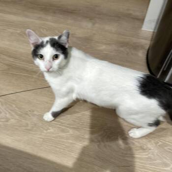 Scooby -  Domestic Short Hair Cat for Adoption in Chicago, Illinois - Scooby | PetCurious