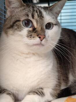 Domestic Short Hair Cats Available for Adoption in Shelton, Washington - Sweetie | PetCurious