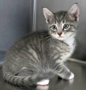 Rescue Domestic Short Hair Cats for Adoption in Lexington, Virginia - Abbott | PetCurious
