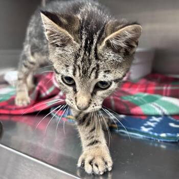 Domestic Short Hair Cats Available for Adoption in Lakeland, Florida - Ringling | PetCurious