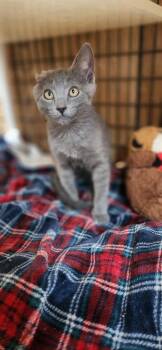 Kitten 28000 (Little Foot) -  Russian Blue Cat for Adoption in Parlier, California - Kitten 28000 (Little Foot) | PetCurious