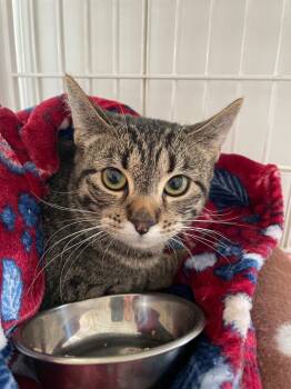 Chloe -  Tabby and Domestic Short Hair Cat for Adoption in Island Lake, Illinois - Chloe | PetCurious